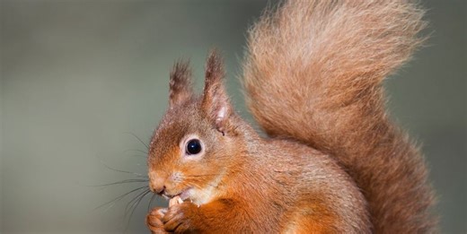 Springwatch 2023: Meet the wildlife starring in this year's series