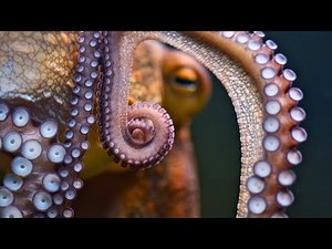 The Mind of an Octopus | The World's Most Alien Intelligence