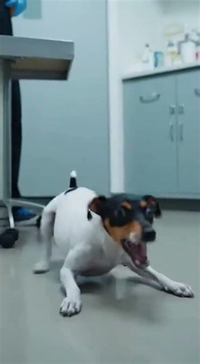 Dramatic Japanese Terrier Vaccine Reaction: The Great Exam Room Sprint
