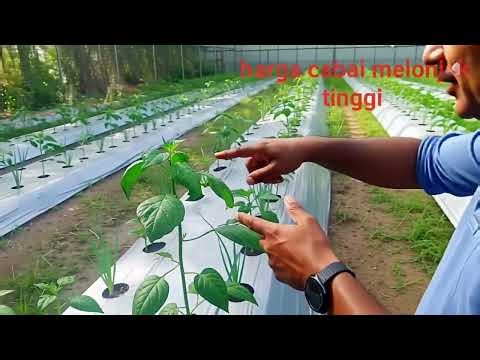 Hydroponic plants - AI video@andalas88-l5s#aishorts#gift