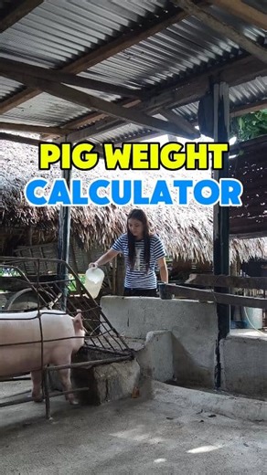 Pig Weight Calculator #fypviral #fbviral #BaboyTips #agriculture #mjgutlay #Hograiser #farmlife #pigfarmer #fblifestyle #farmers | MJ Gutlay Farm