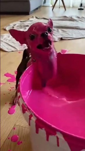 Try Not To Laugh – Funniest Chihuahua Moments Ever 🐶#MightyChihuahua #FunnyChihuahua #ViralDogs