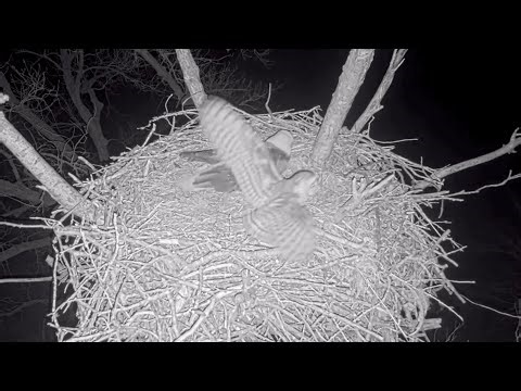 Kansas Eagles 2-23-26. Owl Lands on the Nest with Ellie; She Flushes it; Owl Strikes Harvey!