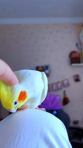 Cute Cuddly Moments 💝🦜✨ #cockatielslove #cutepets #singingbird #funnybird #petstars #birdslovers #petbird #adorable #FeatheredFriends #cockatielsofinstagram #CockatielsCraze #cockatieltraining #lovelypets #cockatielsinging #cockatiel #cockatielsoftiktok #kawaii #petbirds #singingcockatiel #pets #cutecockatiel #adorablecockatiels #birdsinging #cockatielscraze #TooCuteToHandle #cute #cutepetstrending #birds #cocktails | Cockatiels Craze