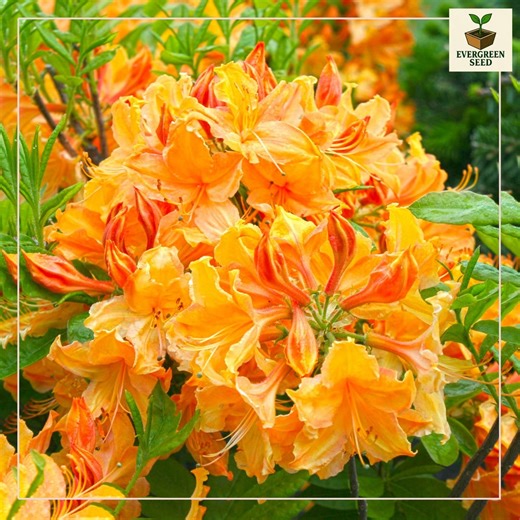 Golden Lights Azalea Live Plant: Yellow Spring Flowers, Zones 3-7 - Etsy