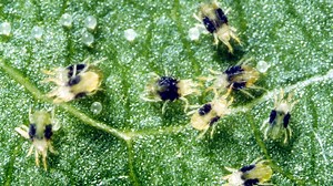 Don't let pests ruin your summer: Here's how to save your garden now