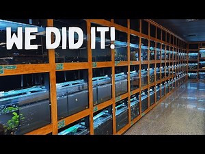 We Built the Aquarium Store of Our Dreams – FINAL Episode