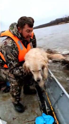 Puppy Stranded on Floating Log! 🐶💔