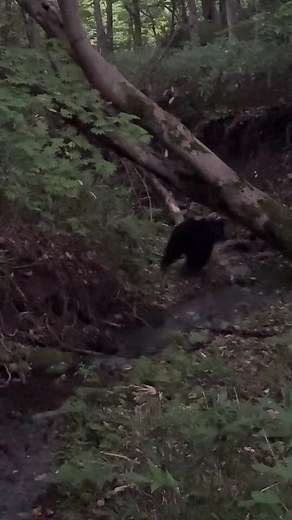 ヒグマに遭遇しました…。 よく鈴は効果ありますか？って聞かれるんですが結論あります！ ただ、鈴をつけてもヒグマが逃げてくれるというわけではなく、どこかに潜んでいると思いながら山菜取りや登山をしてください！ 現在北海道では人身被害がおきないよう未然に防ぐための駆除を推奨していますが、私は反対です！ 僕は41回熊に遭遇してますが、基本的に熊は臆病で積極的に人間を襲ったりすることはありません！ なので、山や森に入る際は細心の注意を…常に身近にいるとおもって事前準備が必要です。 #北海道 #ヒグマ #動物 #熊