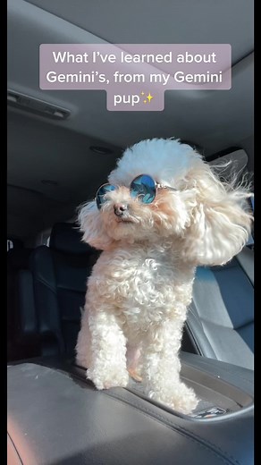 Gemini Dog Traits and Characteristics