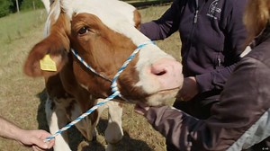 From livestock farm, to animal sanctuary