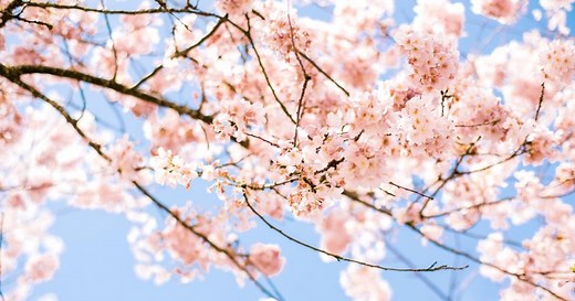 【桜ソング】人気30曲を厳選！春を代表する定番曲から最新曲の推しポイントも