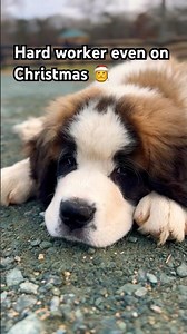 Saint Bernard farm dog