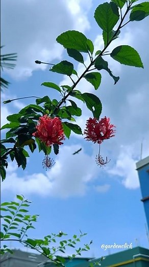 Different types of hibiscus #homegarden #gardening #flowers #hibiscus