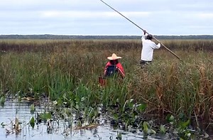 Learn how truly wild rice is harvested [VIDEO]