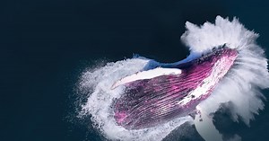 The Future of Nature