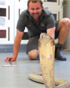 Meet our newessssst additions! 🐍🐍🐍 The Reptiles Team was very excited to receive some new arrivals this week - our first exotic snakes import in 20 years! 👑 3 King Cobras - the longest venomous snake in the WORLD! 💛 3 Eyelash Vipers - Striking with 'eyelash' scales above their eyes ♦️ 11 baby Western Diamondback Rattlesnakes - cute but deadly 🖤 6 Honduran Milk Snakes - bright red banding and harmless Visitors can see one of the baby rattlesnakes and an eyelash viper in the Lost World of Re