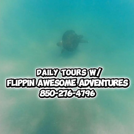 Boat Tours in Panama City Beach Florida. Private shell island tour guided by a marine biologist.