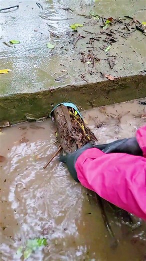 Oddly Satisfying Drainage Clearing ASMR