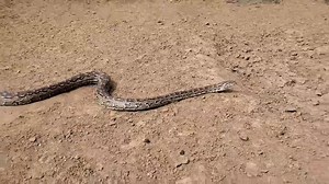 1.1K views · 17 reactions | Southern African Python / thlware : A real beauty finding a new home.....Sean@SRG | Snake Relocation Gaborone | Facebook