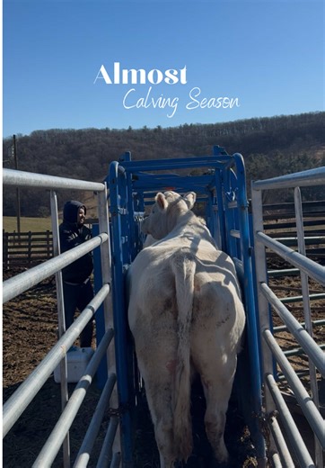 All the spring momma cows got worked today. Now we wait a few more weeks for new babies #cattle #farming #farmerswife #farmlife #beefcattle