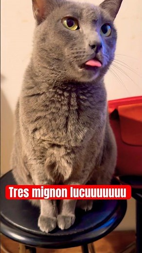 le Chartreux est un petit félin doux et élégant qui sait trouver sa place dans sa famille #animals