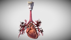 adult heart and bronchial airways - 3D model by Education Resource Fund (@bobsmusail)