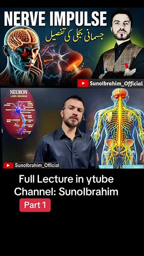 The process of nerve Impulse, how the electrochemical impulse generates and travels to other neuron #sunoibrahim_official #impulse #neuron #neurology #medical