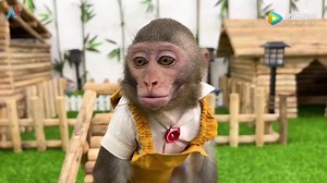 萌宠小猴子日常生活
