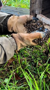 Due to pheromone bees are entering in the box ❤️❤️ @highlight | Arun Tamang