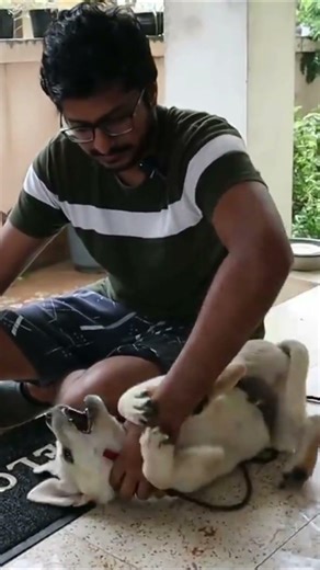 குறும்பு செய்யும் மாறா the Labrador 🐶❤️
