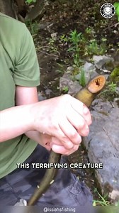 12K views · 484 reactions | 10 Bizarre Creatures You Won’t Believe Exist! | 1 Minute Animals Did you know some creatures on our planet look so strange they’ll leave you questioning reality? Dive into our new video, "10 Bizarre Creatures You Won’t Believe Exist!" to explore the unbelievable! #bizarre #creatures #wildlife #animals #wildanimals | 1 Minute Animals | Facebook