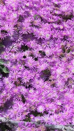 #delosperma #iceplant
