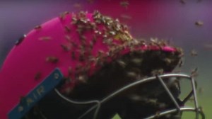 Bees swarm cricket match: Is this the best cricketing moment of 2017 – Video