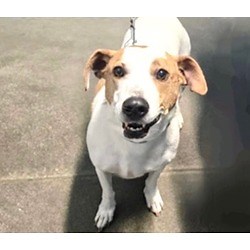 Houston, TX - Labrador Retriever. Meet A522272 a Pet for Adoption - AdoptaPet.com