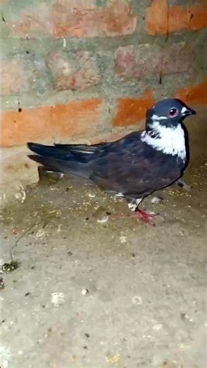 Kala Pathar chaukidar📈 #pigeon