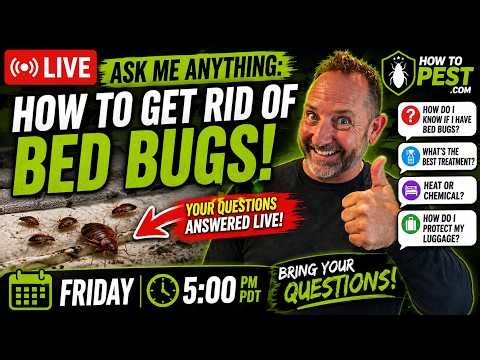 🔴Ask Me Anything! How to Get Rid of Bed Bugs (Expert Answers)