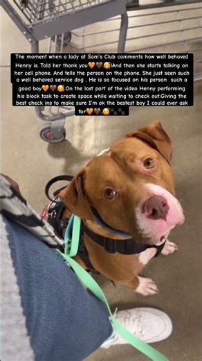 #psychiatricservicedog #servicedogteam #disabledairforceveteran #fyp #foryourpage #like #subscribe