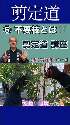 《剪定のルール》越境や接触する枝の管理も必要です #枝 #剪定方法 #庭木の手入れ #庭作業 #不要枝 #忌み枝 #徒長枝 #戻り枝 #枯れ枝 #接触枝 #越境枝 #初心者