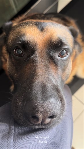 Funny German Shepherd's Hilarious Daily Routine
