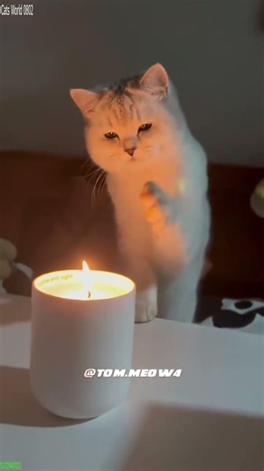Baby Kitten cries like a human - Trending Animals 😹 Pure Joy!