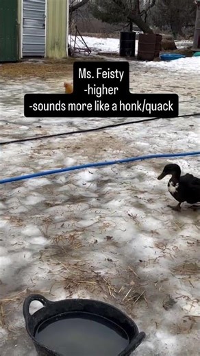 Male or Female Duck?
