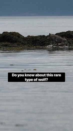 Wolves have long been revered as symbols of strength and wisdom, yet they remain some of the most misunderstood and unfairly persecuted animals on the planet. As we work to protect our natural world and the creatures who call it home, let us remember the vital role that wolves play in maintaining healthy ecosystems and advocate for an end to their senseless slaughter. Send a letter to the BC government demanding an end to the recreational killing of wolves (link in bio). | Takaya Lone Wolf