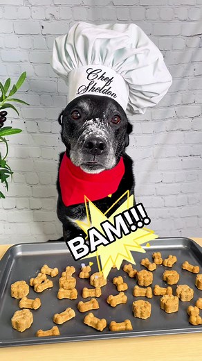 Peanut Butter Dog Cookies Recipe for Happy Pets