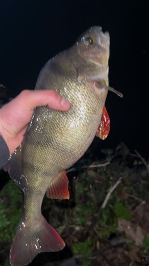 #fishing #perch #viral #catch #england