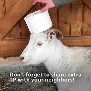 22K views · 1.1K reactions | Ok, we think everyone needs a silly...