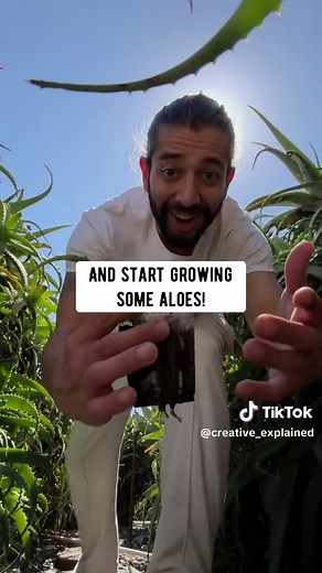 Cloning aloe leaf! 🍃😲 #lifehacks #aloevera #howto | aloe vera