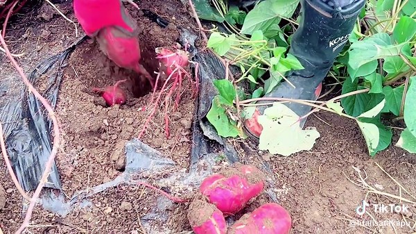 Kumala Siapani: A Tongan Delight in Japan