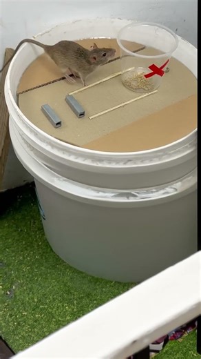 A simple solution for trapping the entire mouse colony