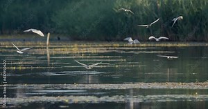 Whiskered tern nesting on a shallow wetland